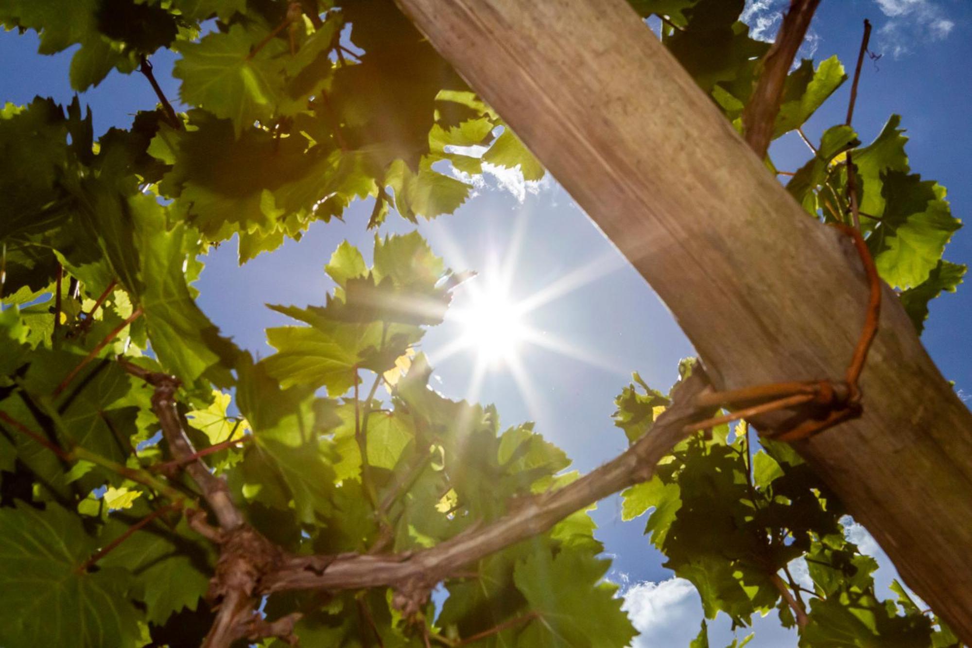 Tenuta La Picola فوروري المظهر الخارجي الصورة